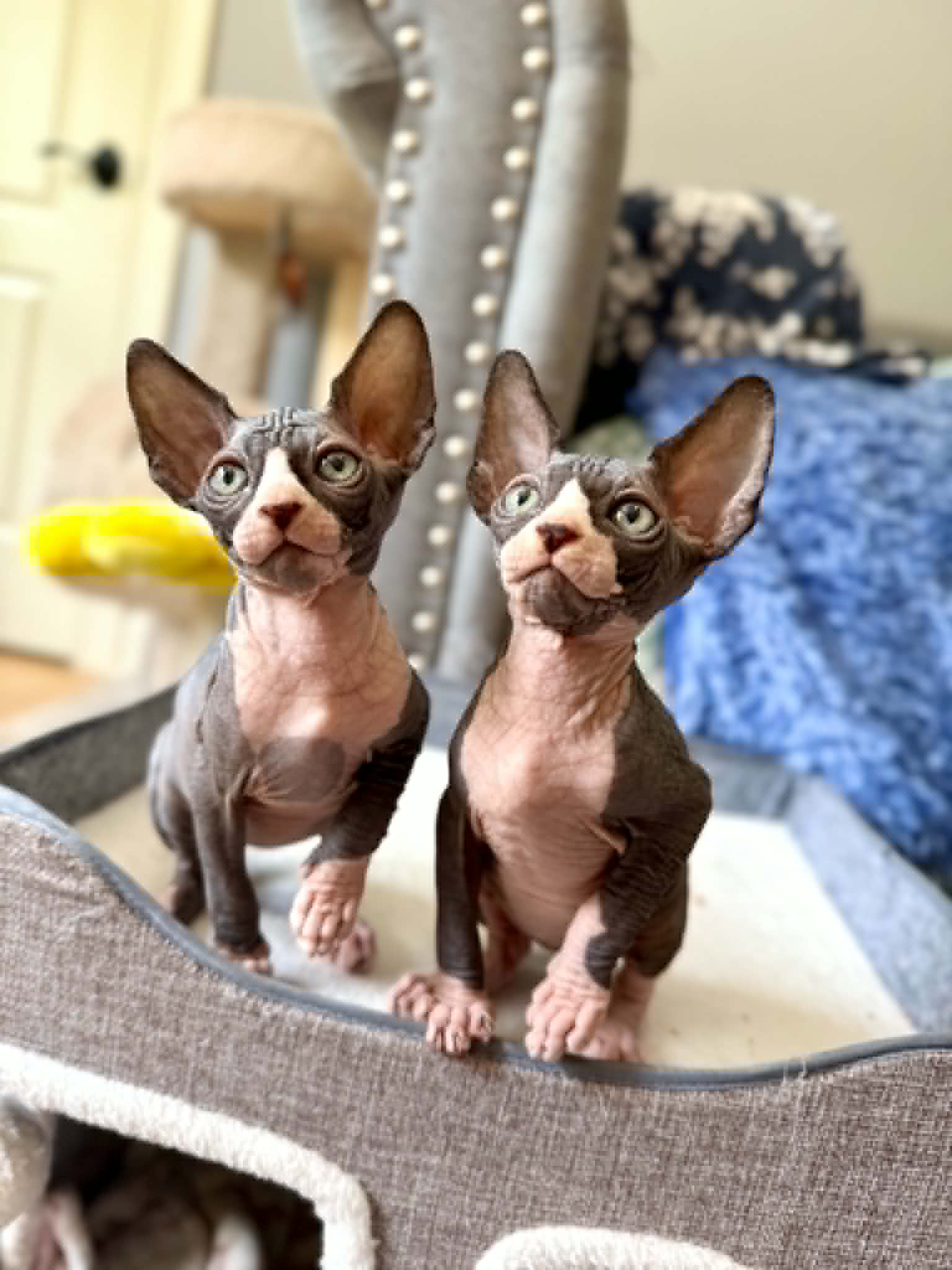 Kittens